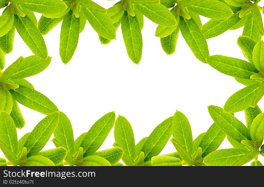 Green leaves on a white background