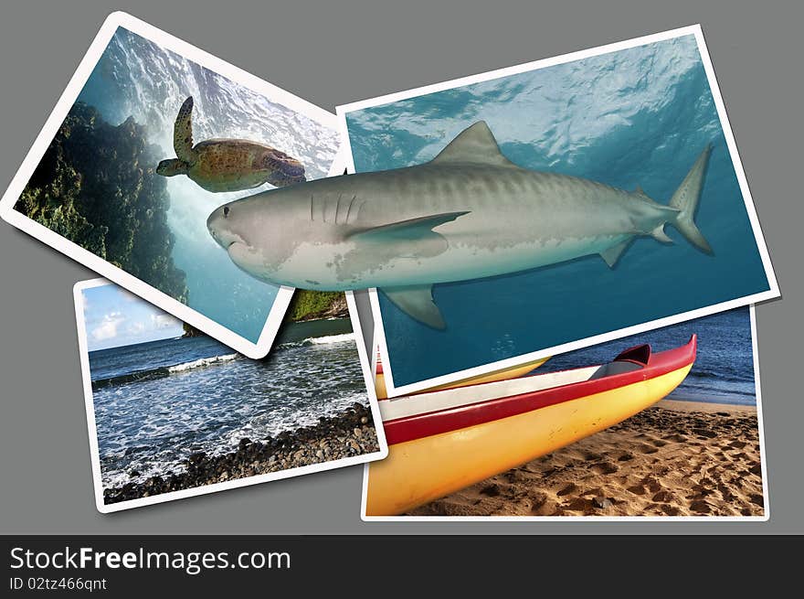 A tiger shark leaves one photograph to hunt a sea turtle in another photograph. A tiger shark leaves one photograph to hunt a sea turtle in another photograph