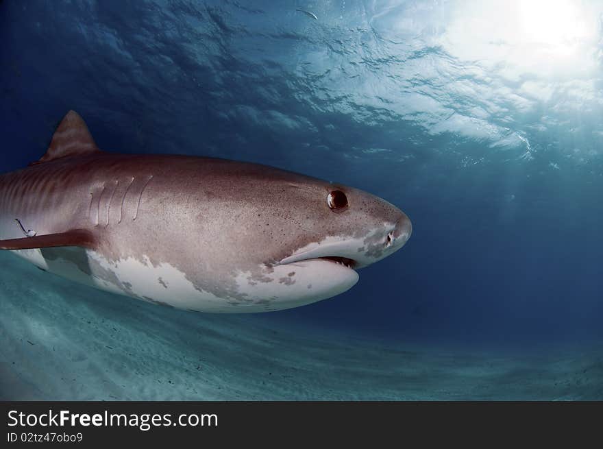 A tiger shark prowling the sandy bottom of the Bahamas