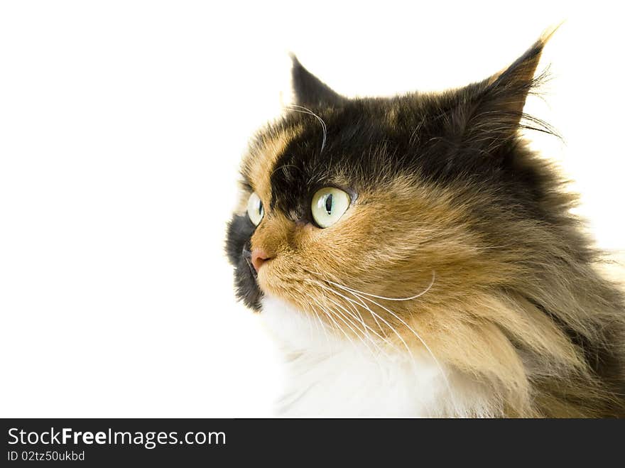 Portrait of a beautiful Persian cat isolated over white background. Portrait of a beautiful Persian cat isolated over white background