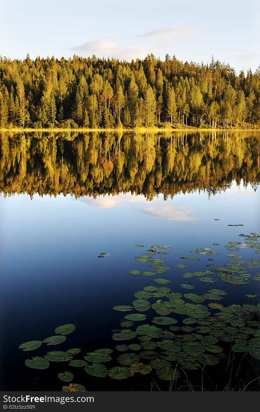 Water lake mirroring trees under a blue sky