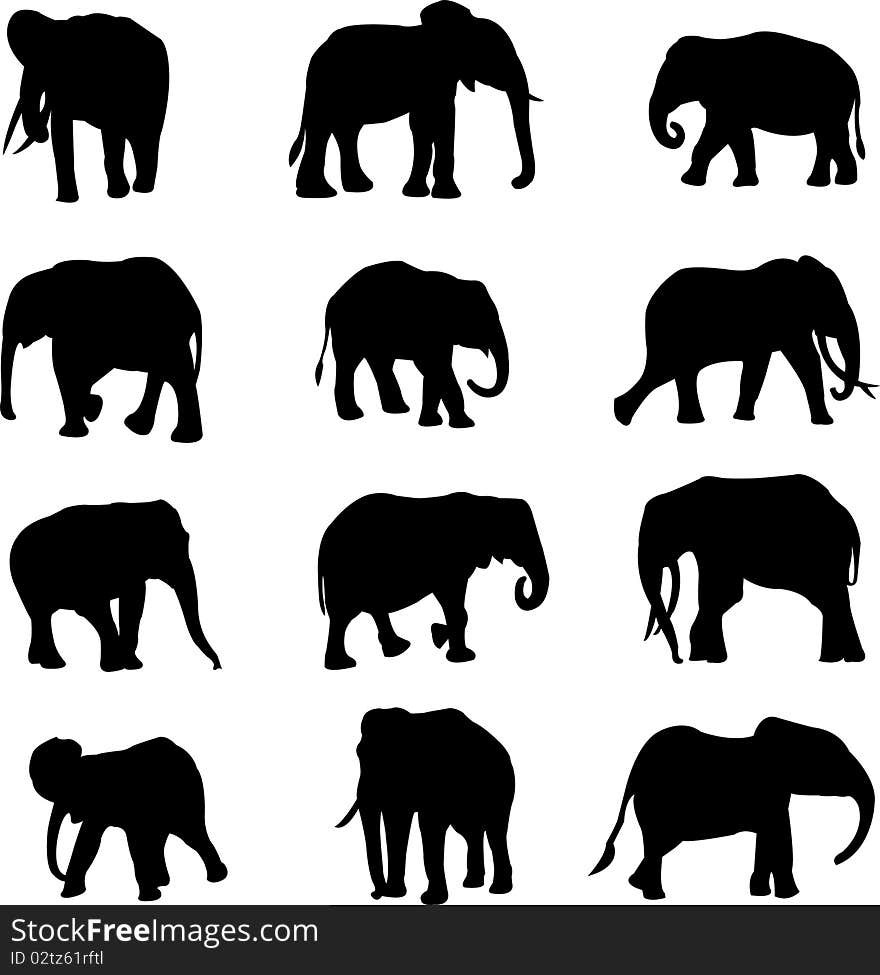 The African savannah elephant , the African forest elephant and Asian elephant. The African savannah elephant , the African forest elephant and Asian elephant