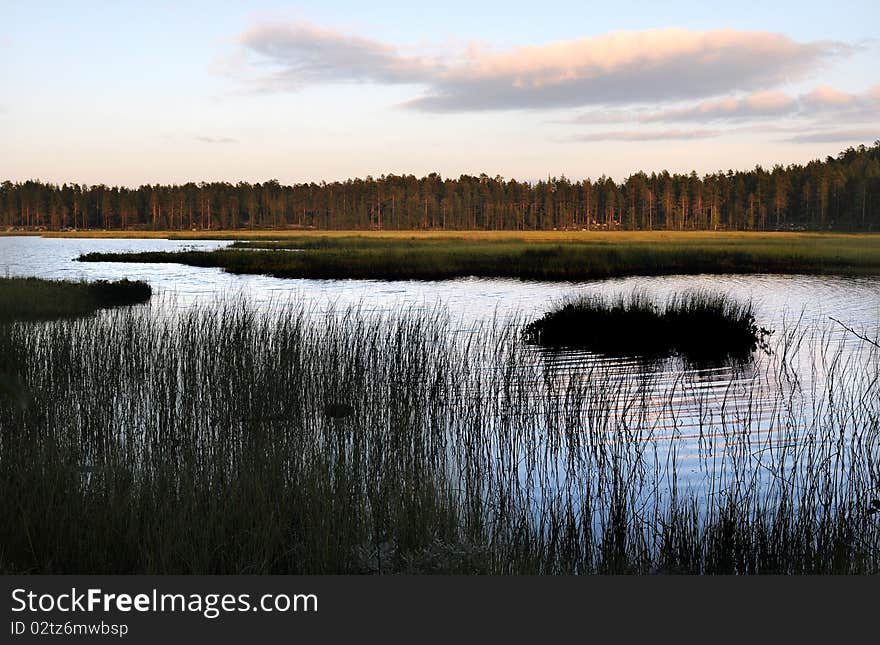 North european forest close to a lake. North european forest close to a lake