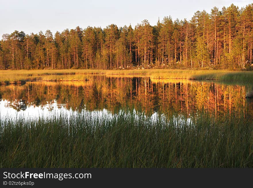 North european forest close to a lake. North european forest close to a lake