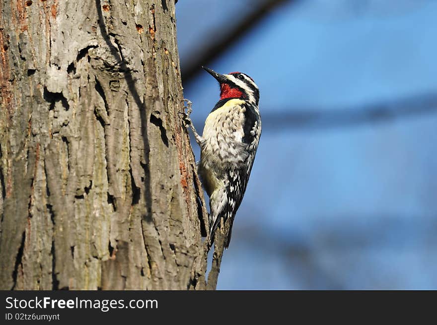 Closeup of a Downey Woodpecker