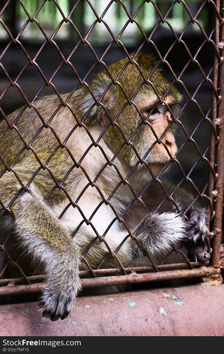 Monkey in steel cage at the zoo. Monkey in steel cage at the zoo