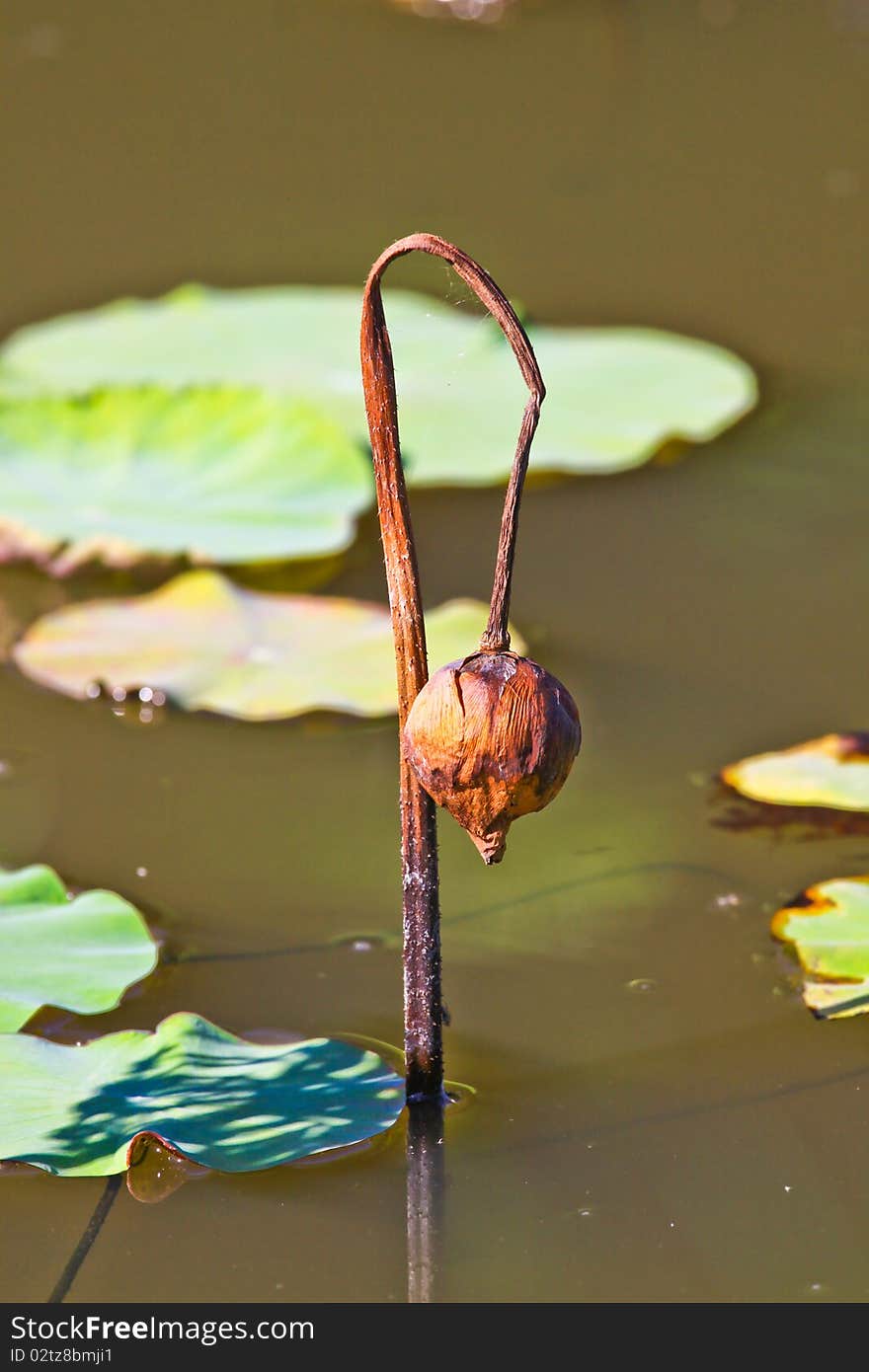 Lotus sear at the lagoons