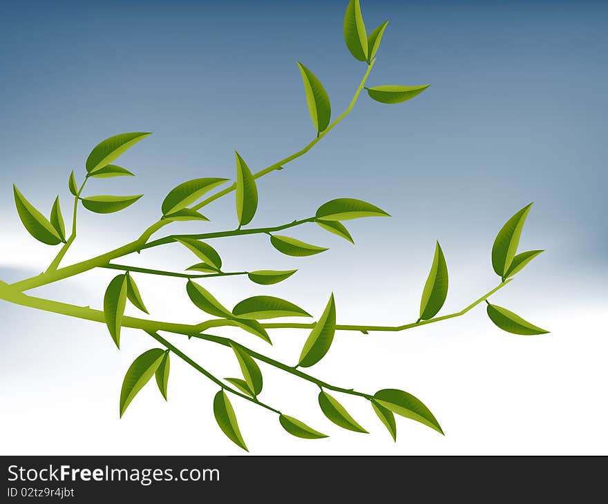 Tree Branch with Green Leaves . Tree Branch with Green Leaves .