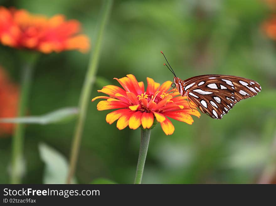 Monarch Butterfly on a Zinnia Flower