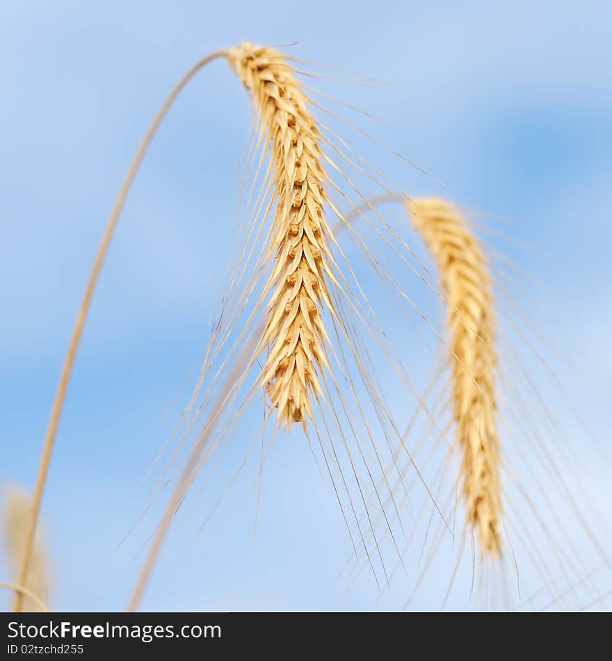 Wheat heads standing tall against blue sky. Wheat heads standing tall against blue sky