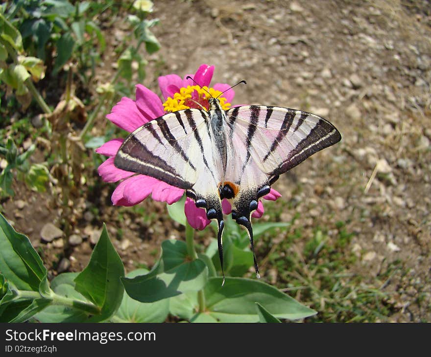 Iphiclides podalirius is a butterfly of the family papilionidae, sitting on a flower tsinii.