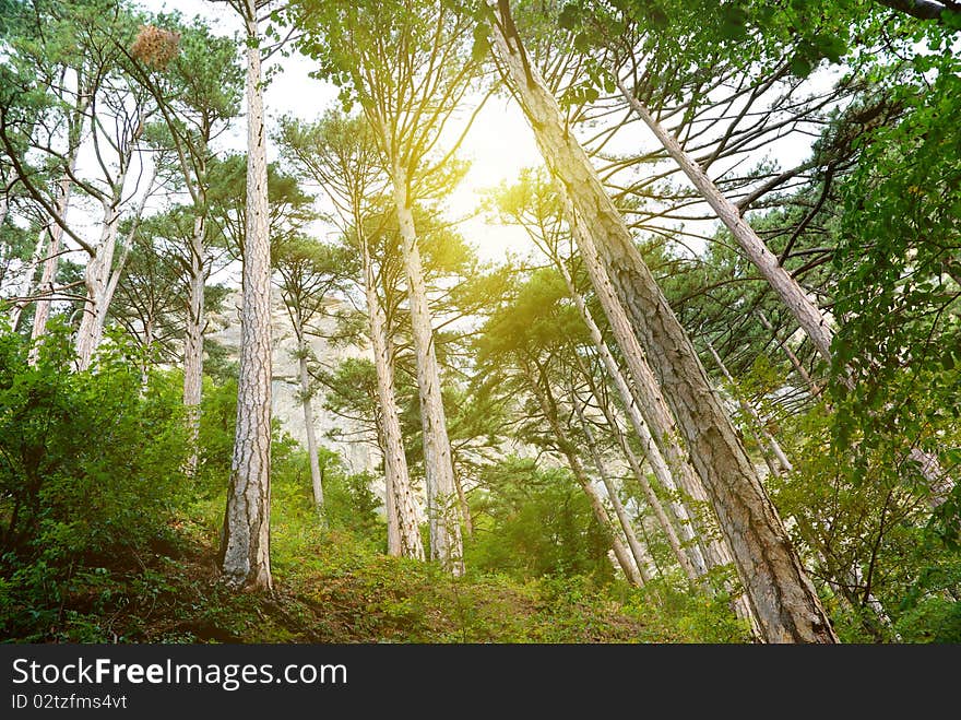 Sunlight in forest. Nature design.