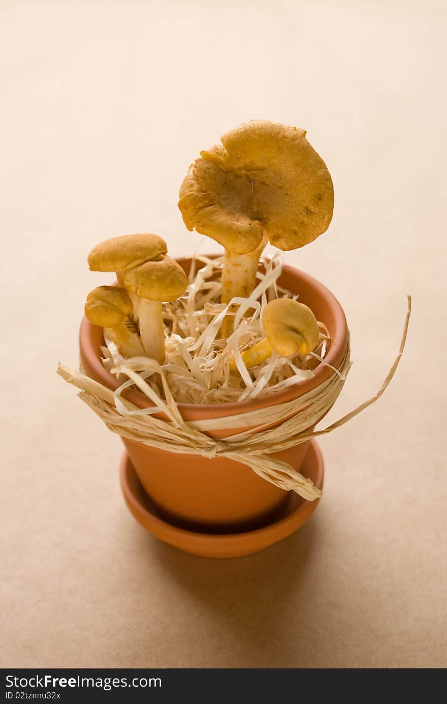 Chanterelles In A Pot