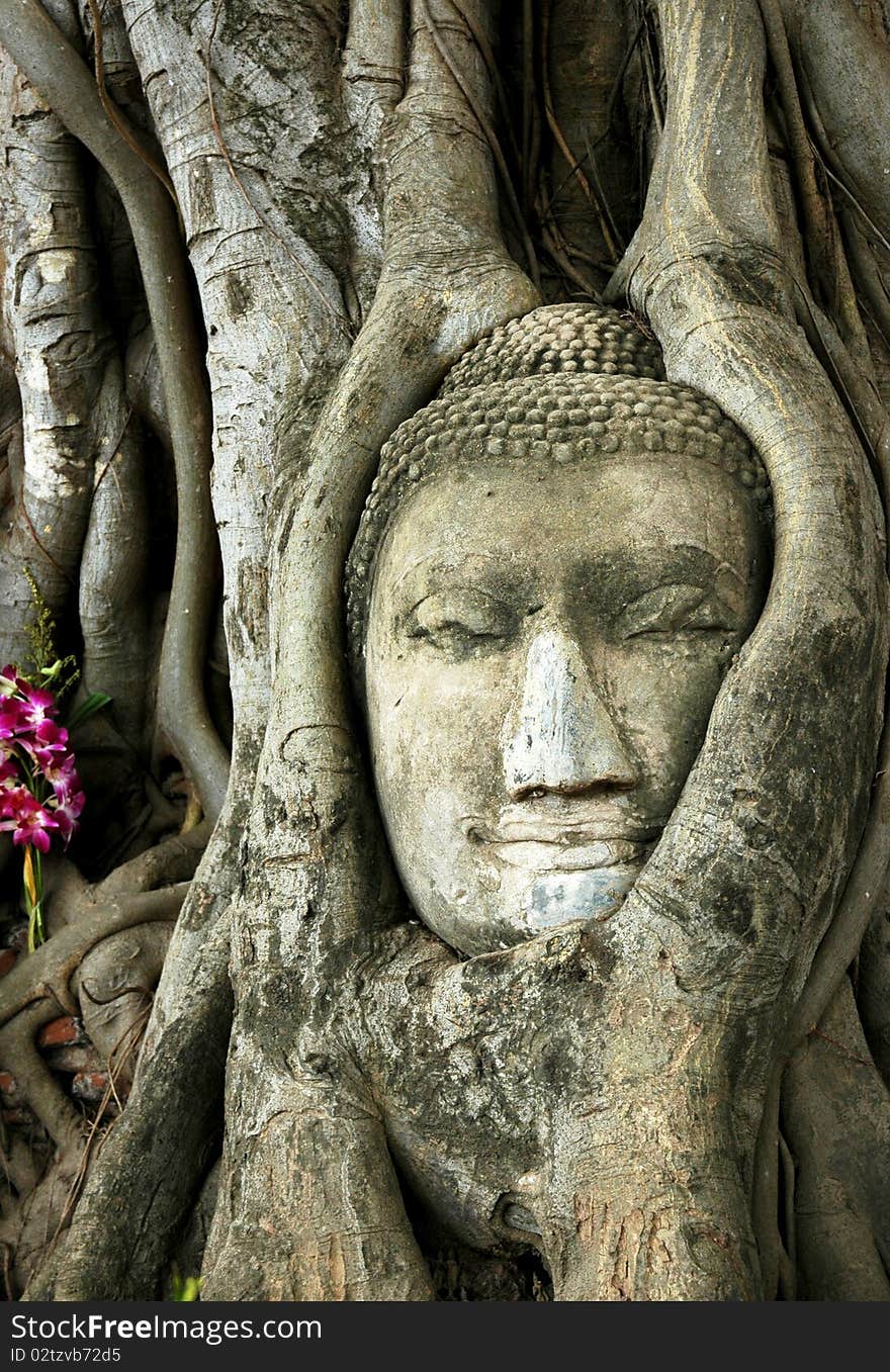 Unique old Buddha statue, the famous Buddha's head from Ayutthaya the old capital of Thailand.