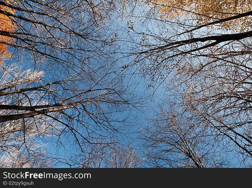 Autumn forest and blue cloudy sky