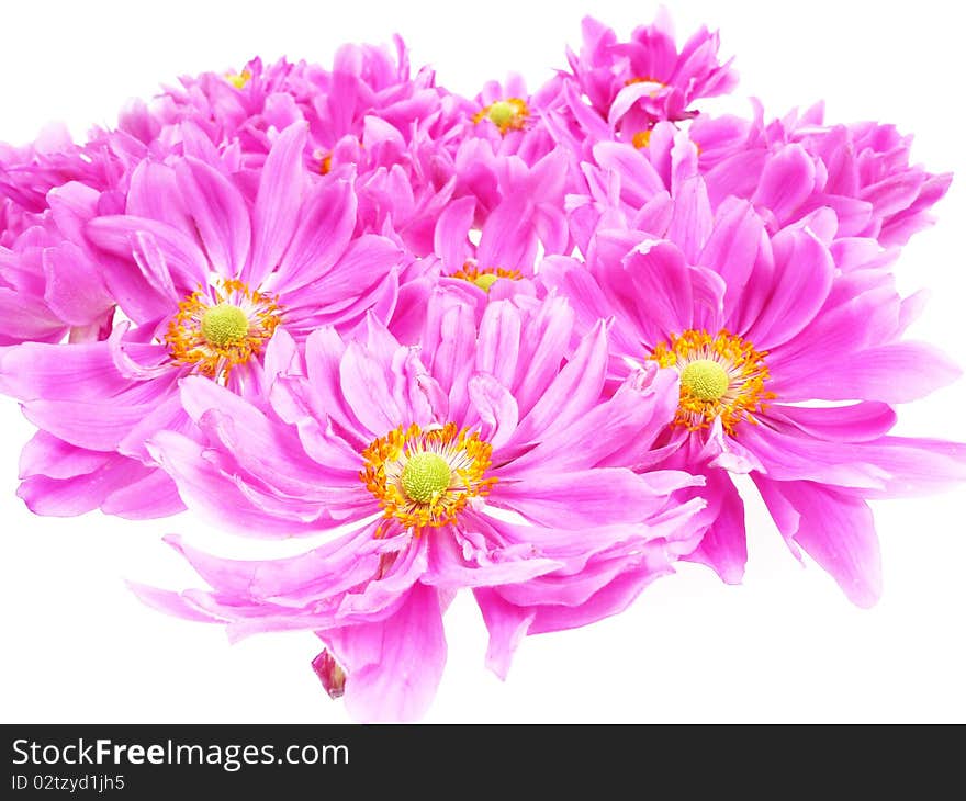 Pink daisies in detail isolated on white