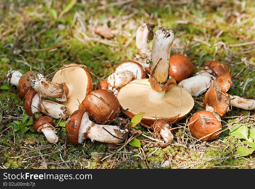 Boletus luteuses in forest closeup. Boletus luteuses in forest closeup