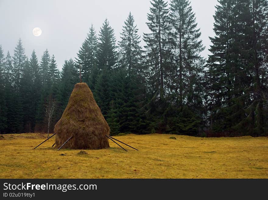 Twilights on forest with moon