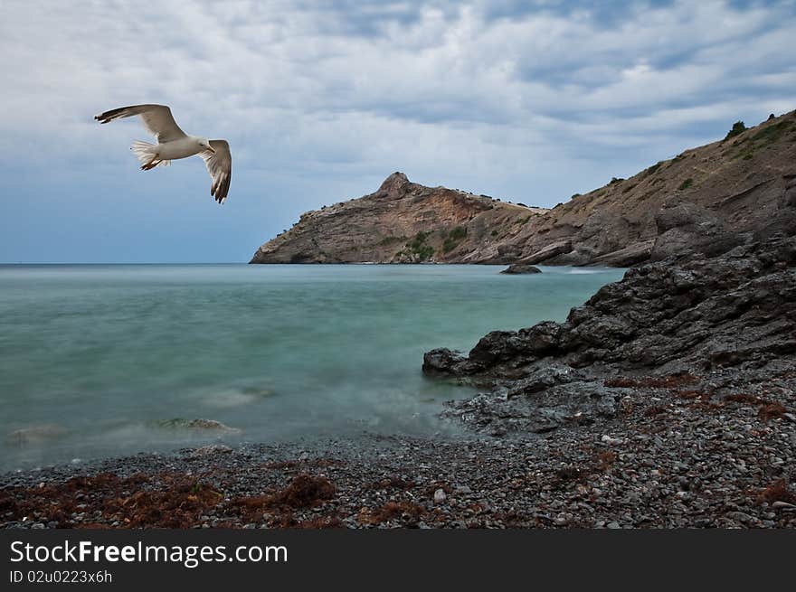 Seagull flying on sea coast