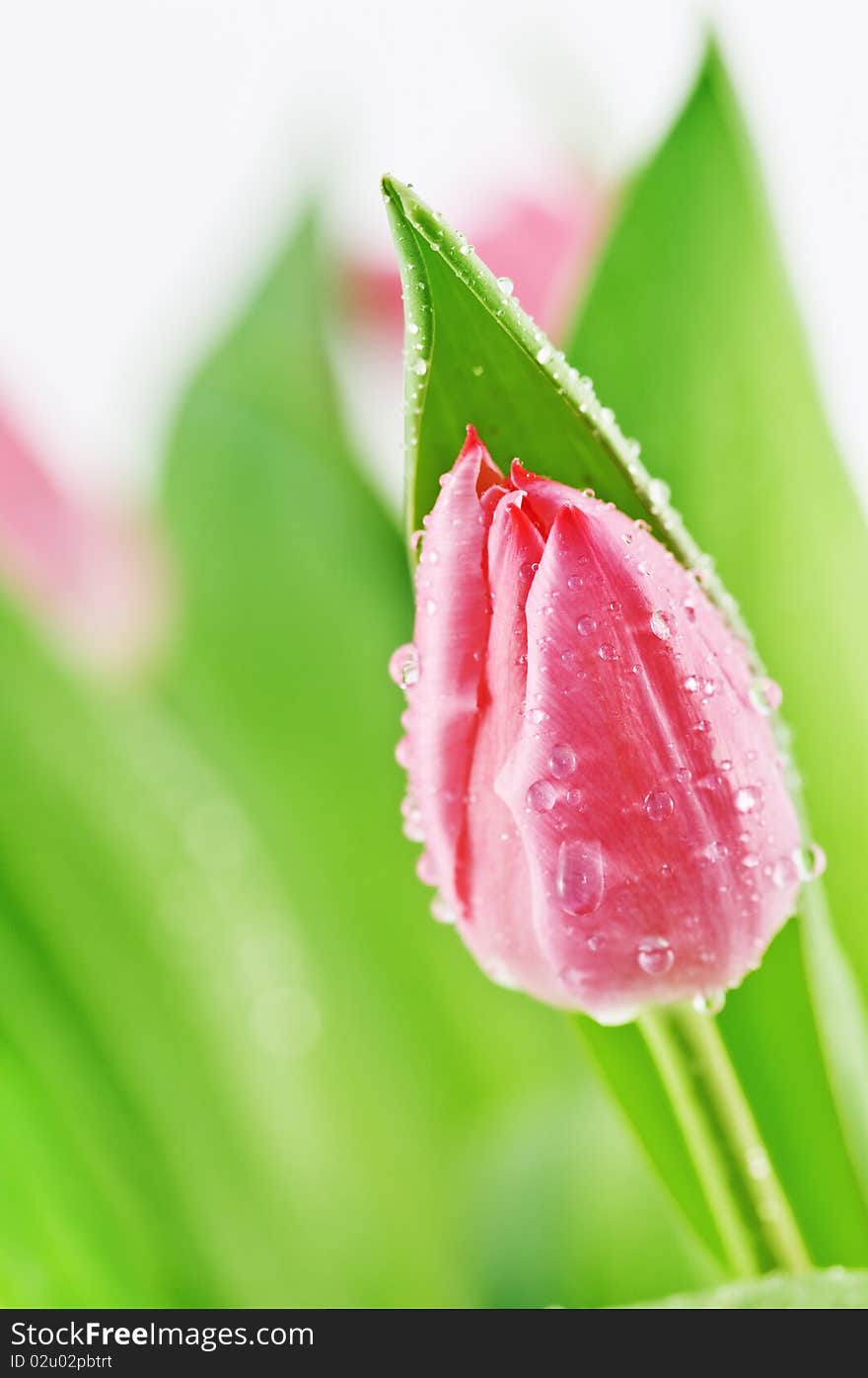 Freshness red tulip close up