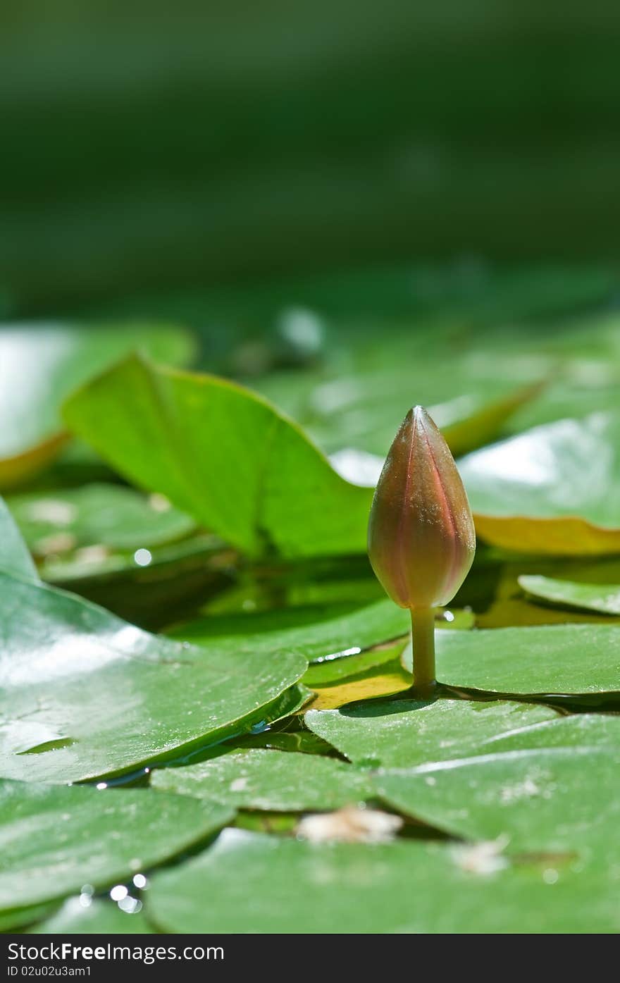 Young water lily flower closeup