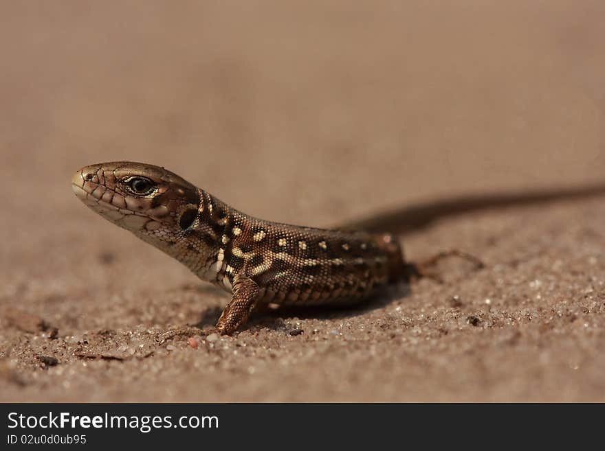 Lizard sits on the sand