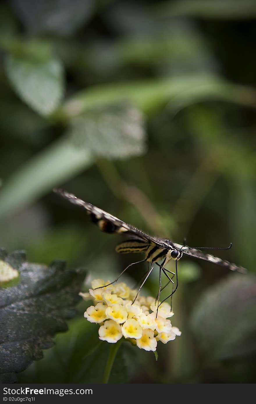 Close-up image of Butterfly on flower