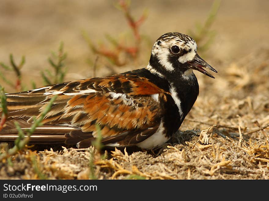 Turnstone on the sea bank