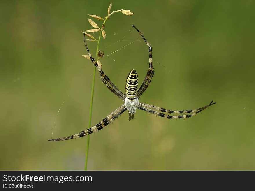 Zebra striped spider hanging by a cobweb stretched out in parties to their feet