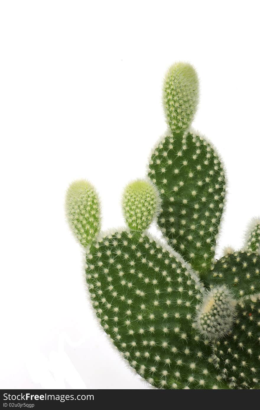 Cactus