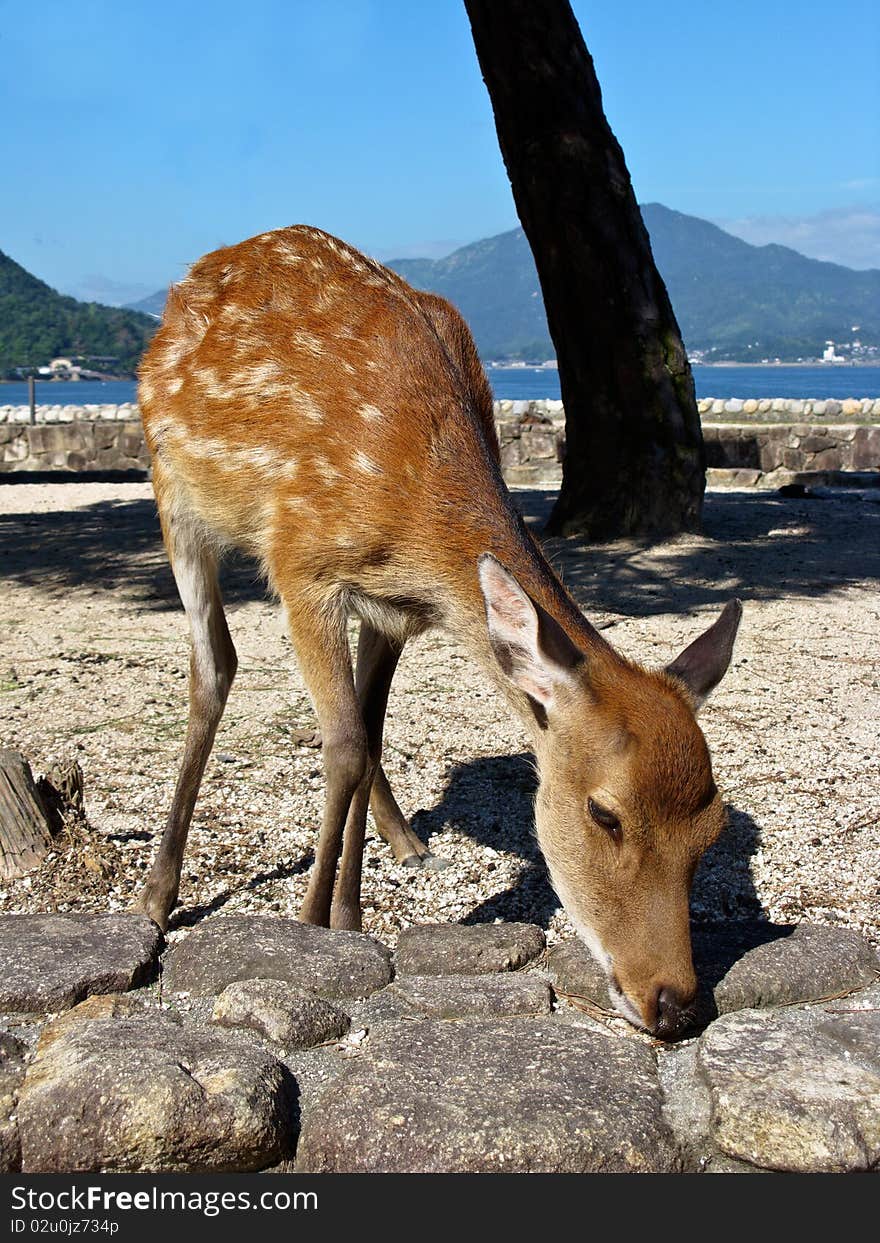 A little deer in Miyajima island, near the famous torii of Itsukushima Shrine