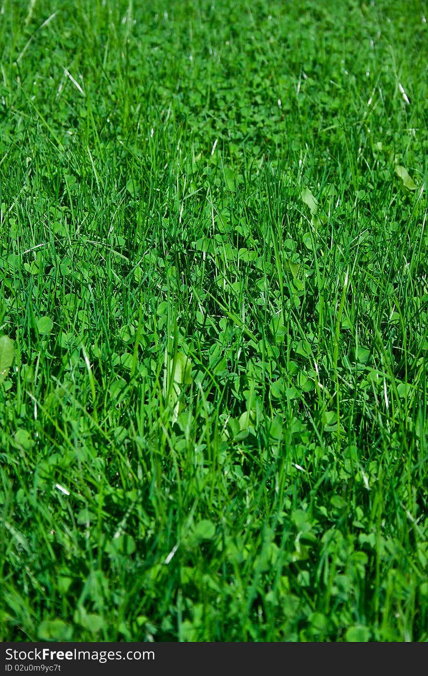 Fresh clean green grass at summer