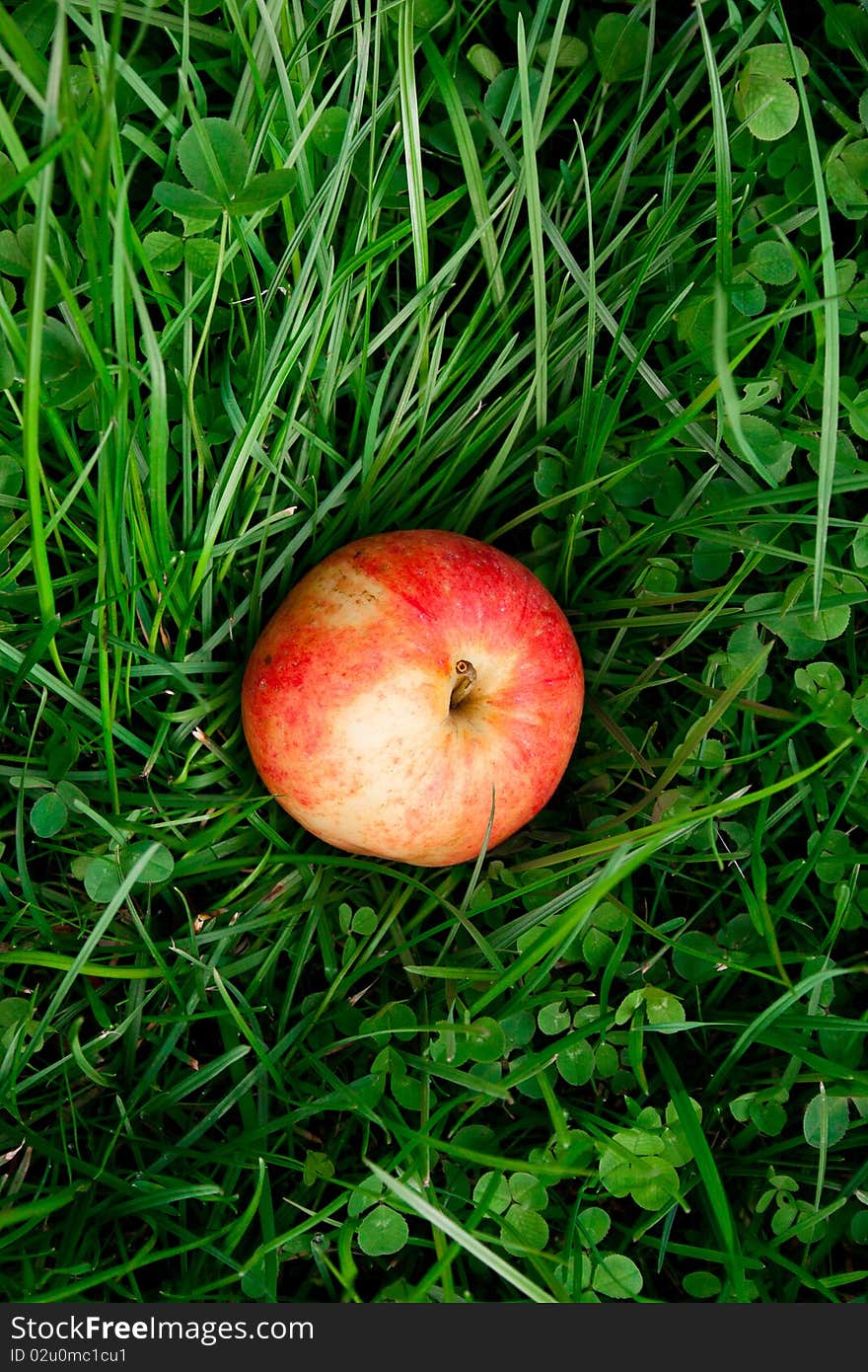 Red apple on green grass closeup