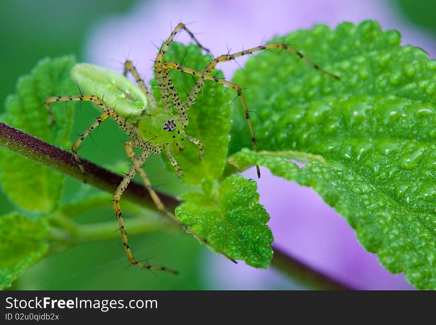 A green lynx spider sitting on a leaf waiting for prey