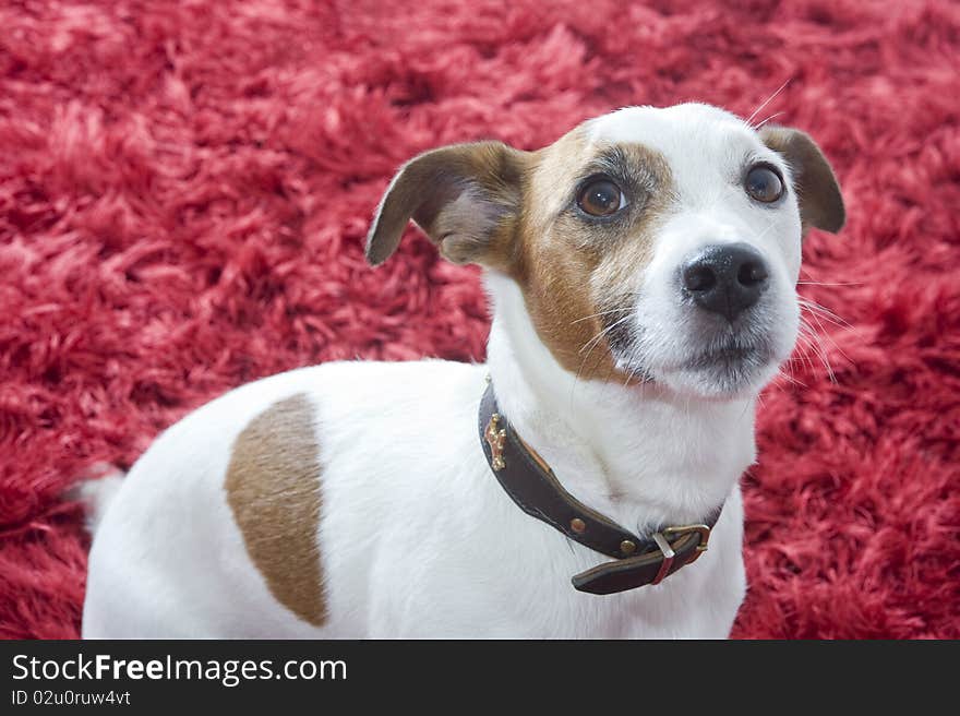 A jack russel terrier on a red carpet. A jack russel terrier on a red carpet