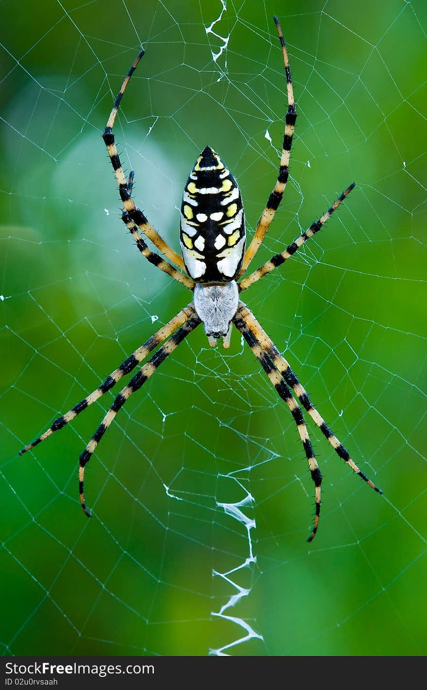 A large garden spider sitting in its web