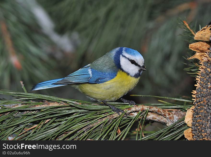 Blue tit with sunflower