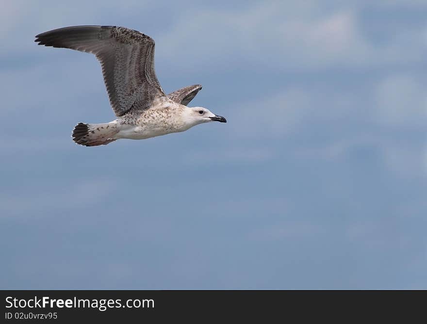 A juvenile Yellow-legged Gull in flight with the sky in the background. A juvenile Yellow-legged Gull in flight with the sky in the background.