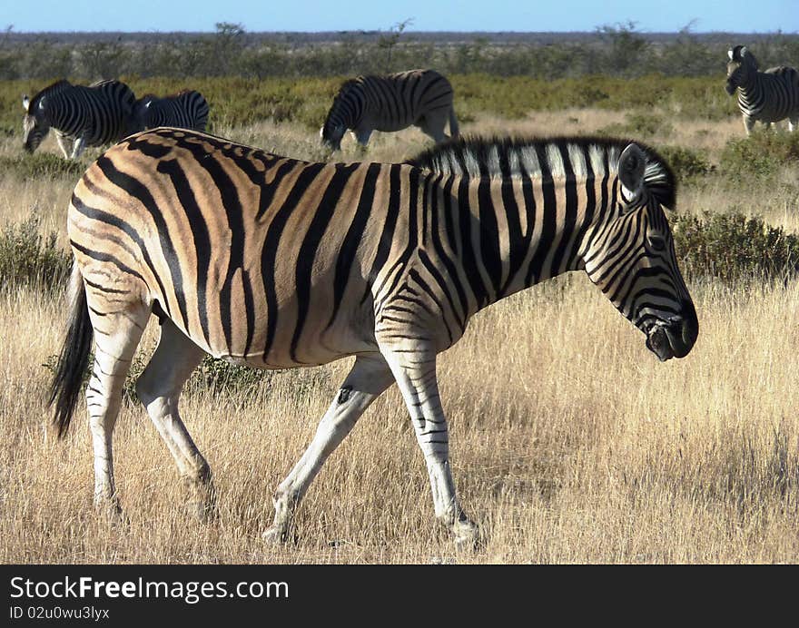 Zebras in a game park in Africa. Zebras in a game park in Africa