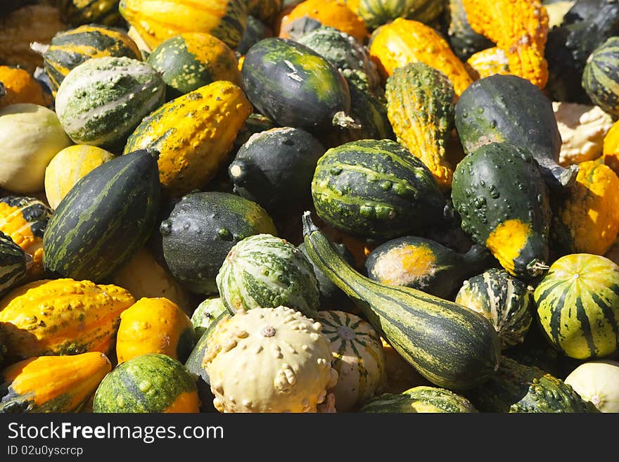 Mixed Pumpkin, green and yellow, each