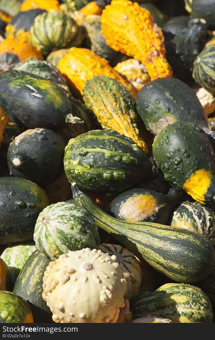 Mixed Pumpkin, green and yellow, each