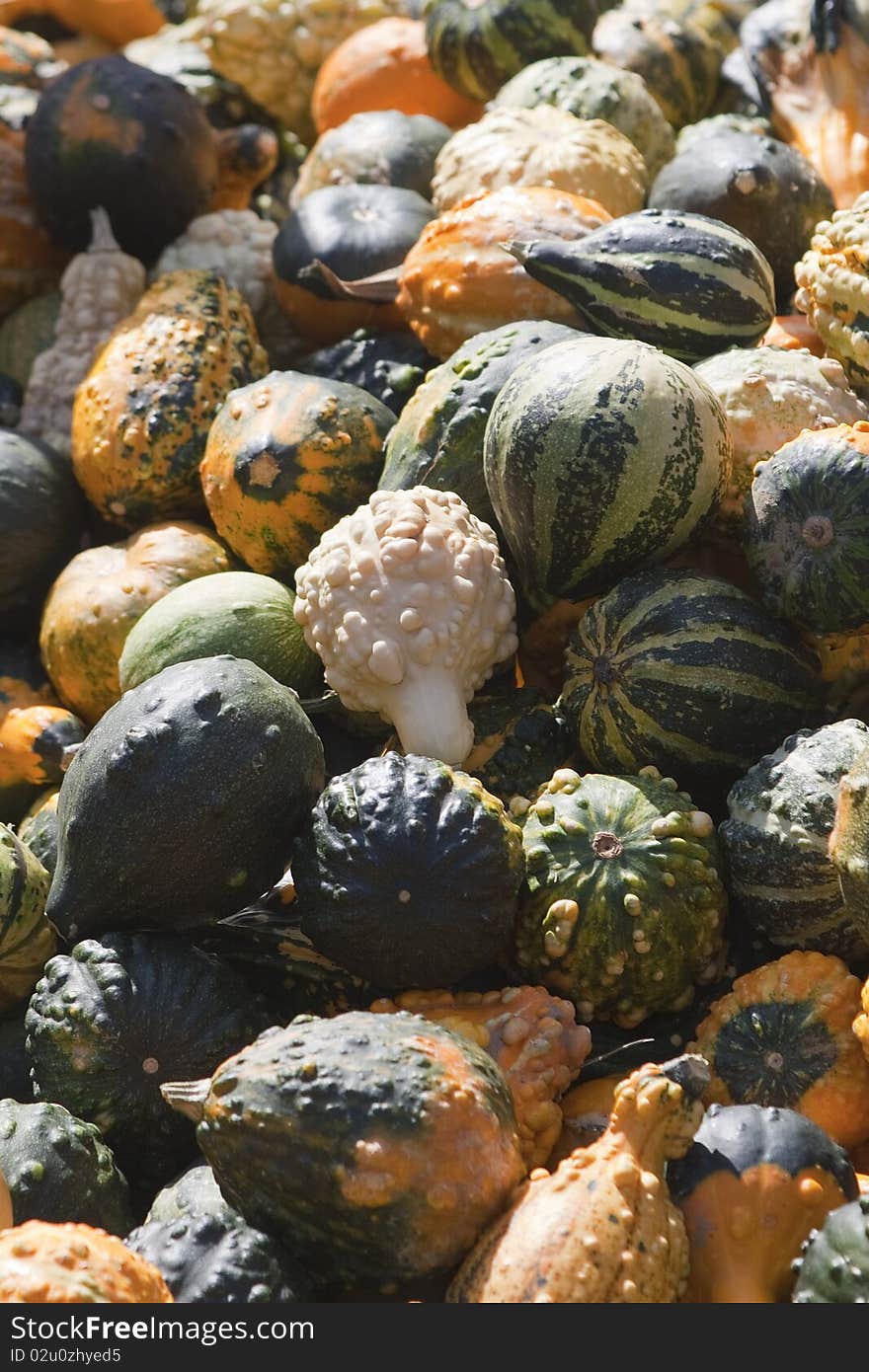 Mixed Pumpkin, green and yellow, each