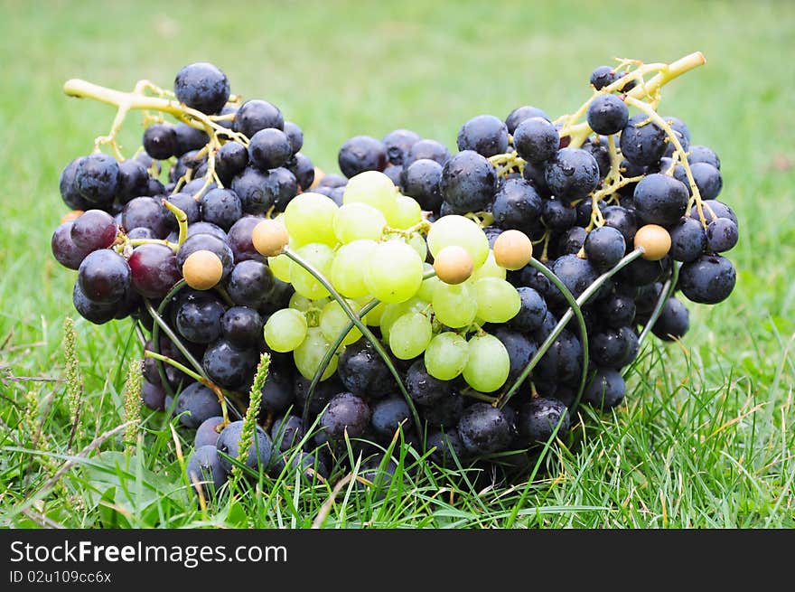 Black and white grapes on the grass