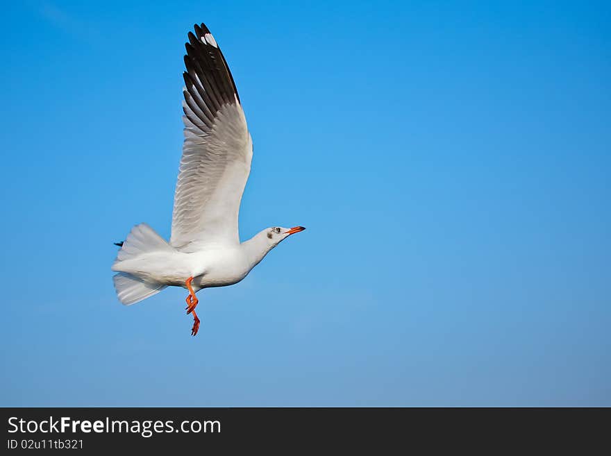 Seagull at Bangpoo Thailand