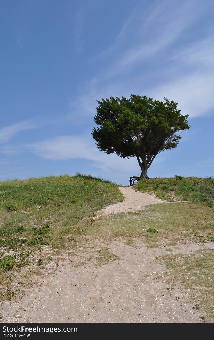 Tree In The Open