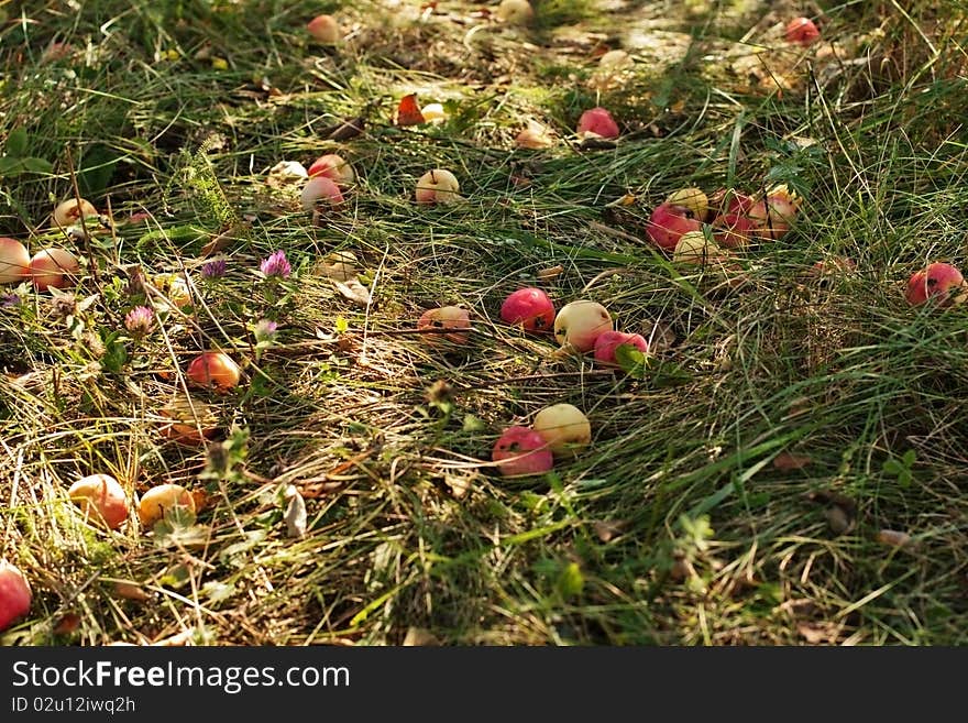 Fall apples lie on the grass in the garden