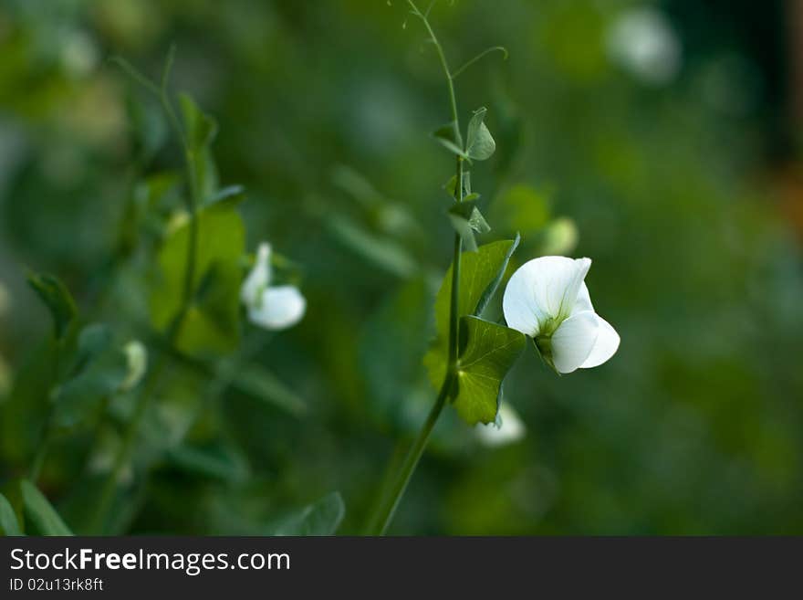 Pea Plant growing in a garden. Vegetable. Growing Food.