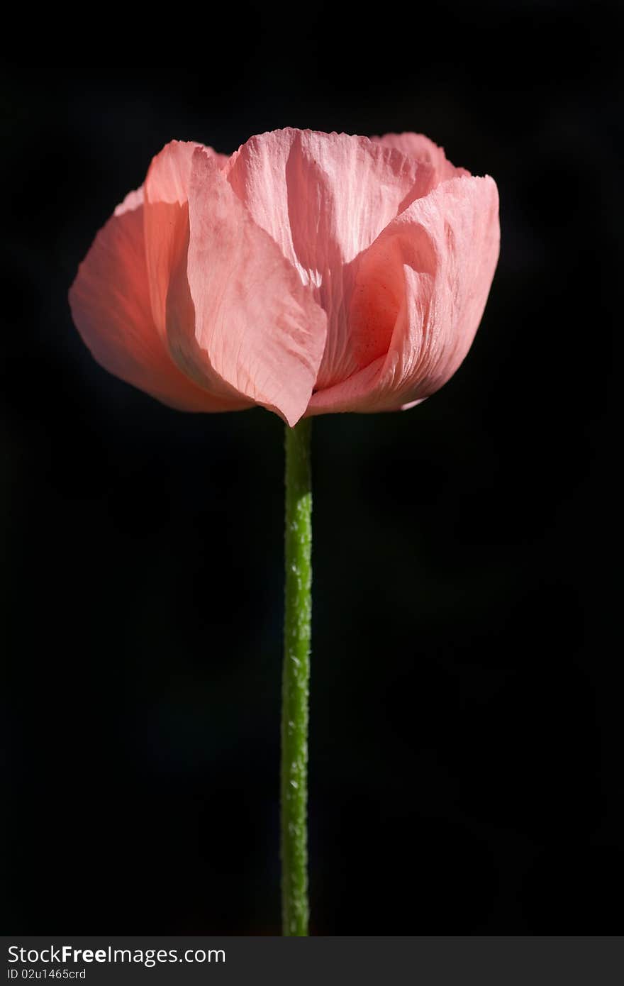 Red Poppy