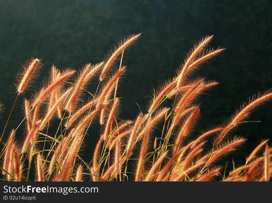 Dry reed over the background