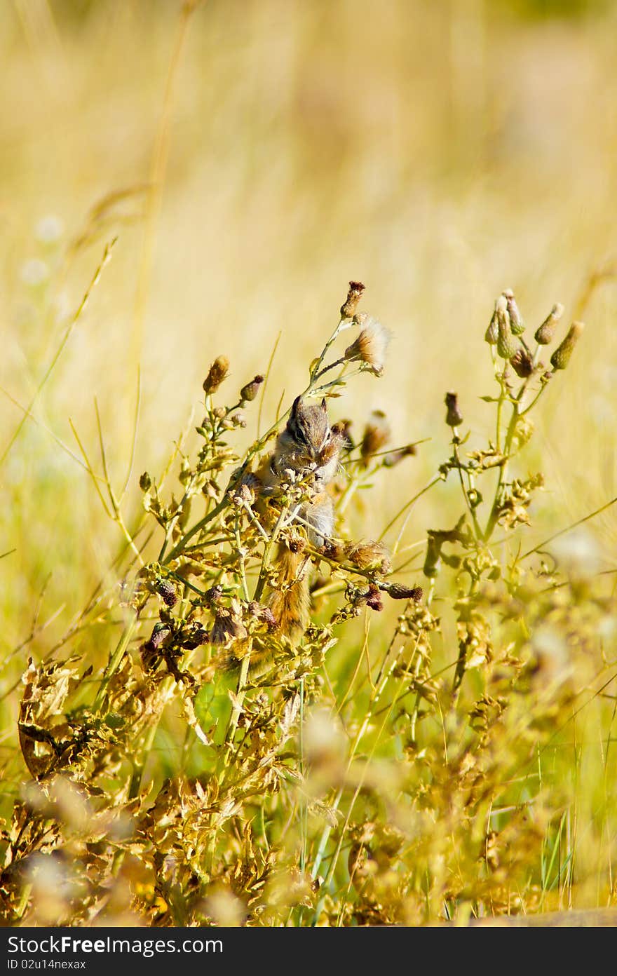 A Chipmunk eats while keeping his balance in the morning sunlight. A Chipmunk eats while keeping his balance in the morning sunlight